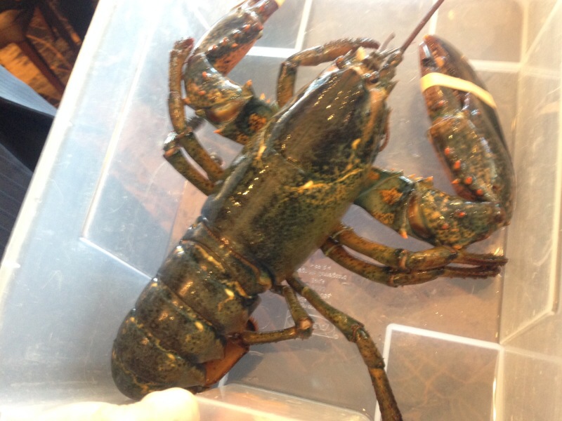 Live Lobster @ Empire Seafood