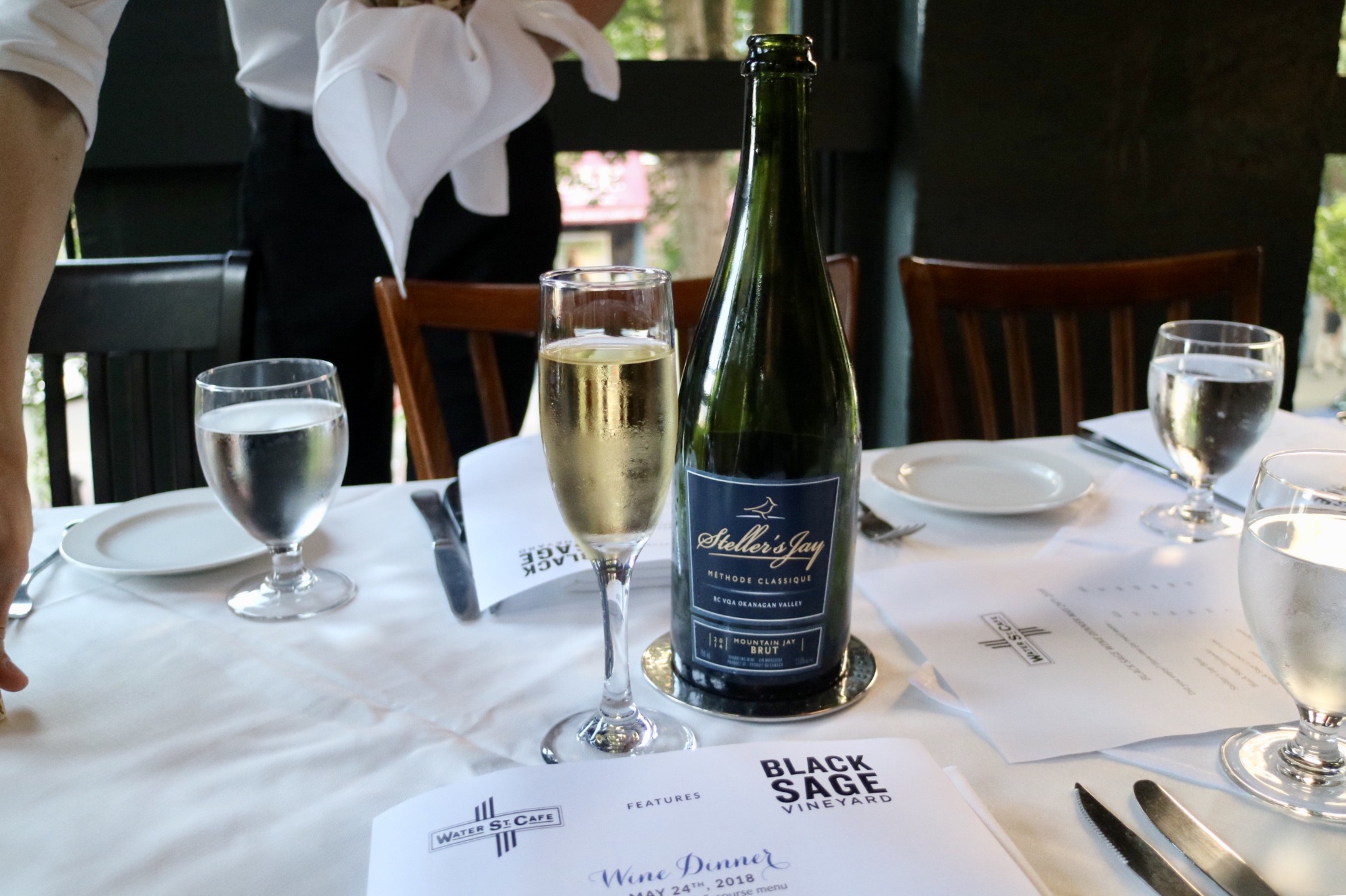 Steller Jay's Brut