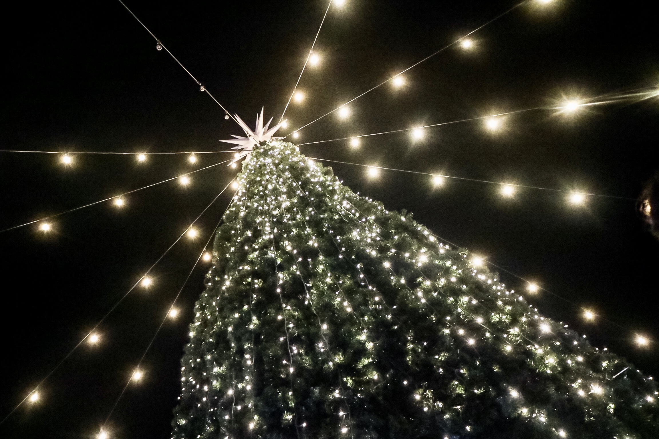 Walk-In Christmas Tree